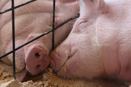 iStock_Sleeping Pigs_XSmall