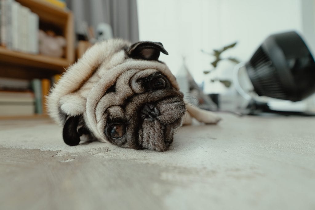 A pug laying on the floor looking sad 