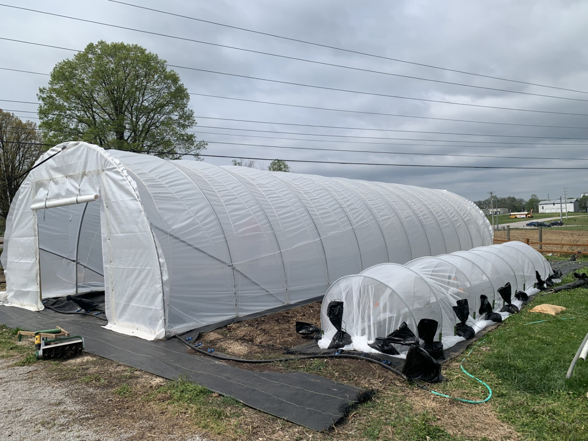 A mesotunnel covering zucchini sits beside a caterpillar tunnel
